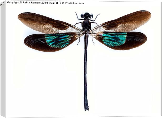 Dragonfly with green and brown wings Canvas Print by Pablo Romero