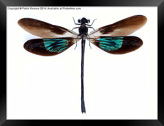 Dragonfly with green and brown wings Framed Print by Pablo Romero