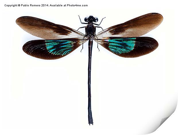 Dragonfly with green and brown wings Print by Pablo Romero