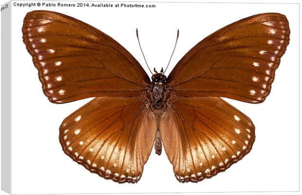 butterfly species Hypolimnas anomala wallaceana Canvas Print by Pablo Romero