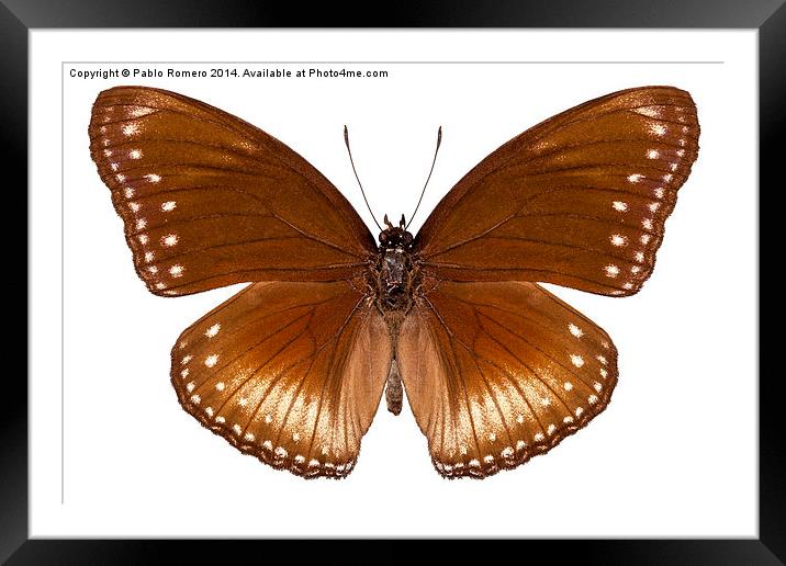 butterfly species Hypolimnas anomala wallaceana Framed Mounted Print by Pablo Romero