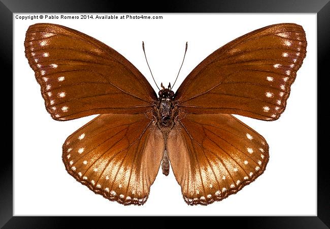 butterfly species Hypolimnas anomala wallaceana Framed Print by Pablo Romero