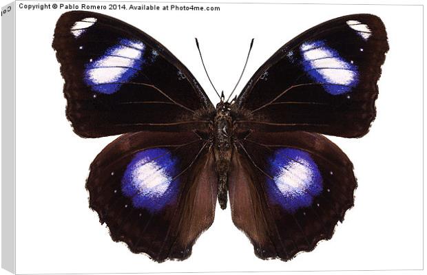 Butterfly species Hypolimnas bolina male "Great Eg Canvas Print by Pablo Romero
