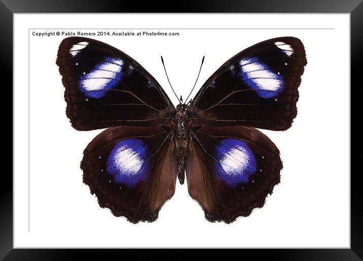 Butterfly species Hypolimnas bolina male "Great Eg Framed Mounted Print by Pablo Romero