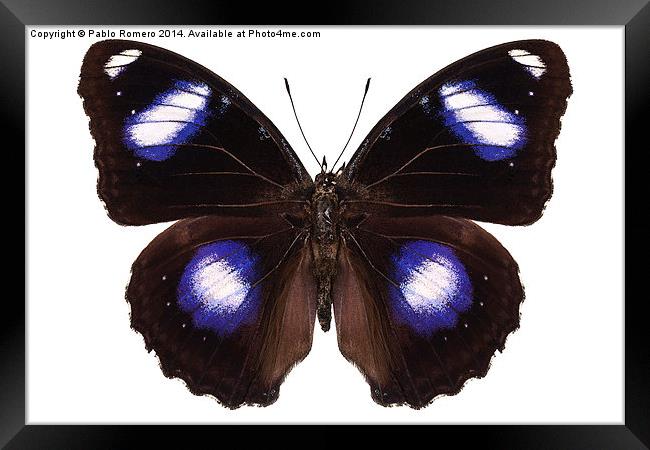 Butterfly species Hypolimnas bolina male "Great Eg Framed Print by Pablo Romero