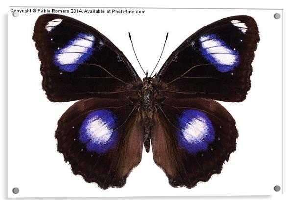 Butterfly species Hypolimnas bolina male "Great Eg Acrylic by Pablo Romero