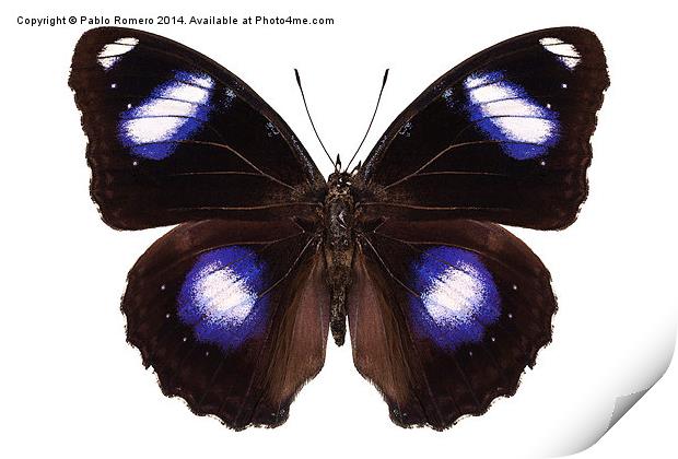 Butterfly species Hypolimnas bolina male "Great Eg Print by Pablo Romero