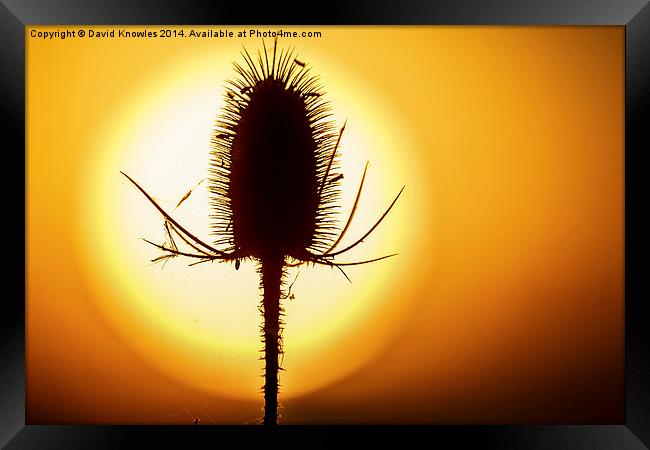 Beautiful back lit teasel  at sunset Framed Print by David Knowles
