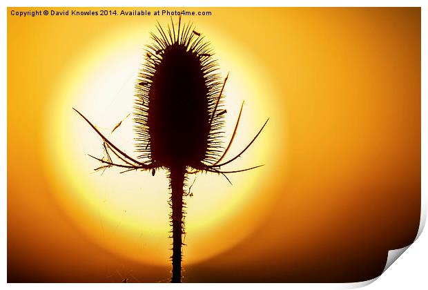  Beautiful back lit teasel  at sunset Print by David Knowles