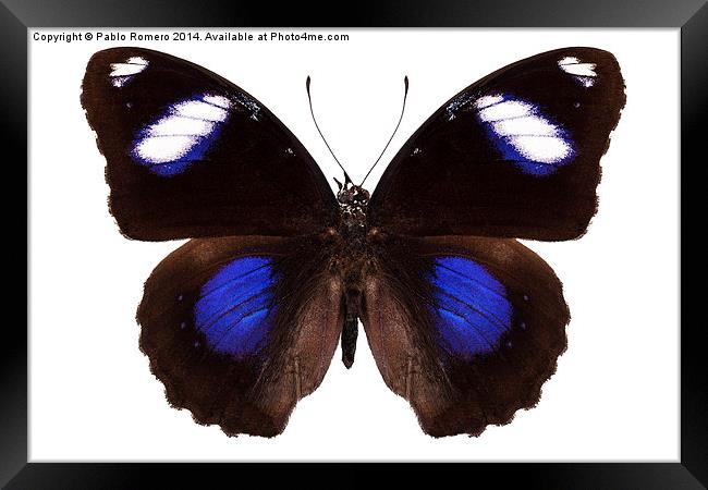 Butterfly species Hypolimnas bolina phillippensis  Framed Print by Pablo Romero