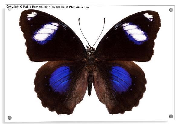 Butterfly species Hypolimnas bolina phillippensis  Acrylic by Pablo Romero