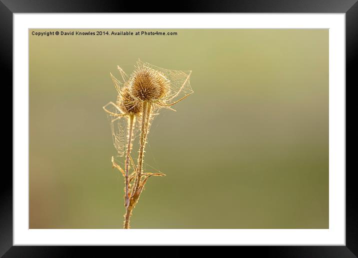 Teasel and spiders web against the warm sun at sun Framed Mounted Print by David Knowles