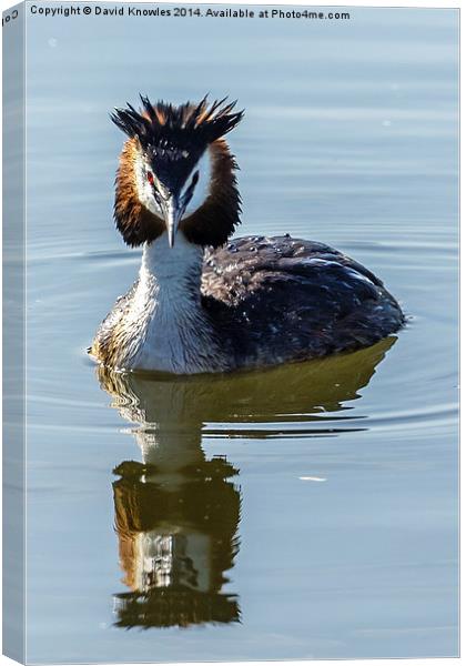  Great Creasted Grebe and reflection Canvas Print by David Knowles