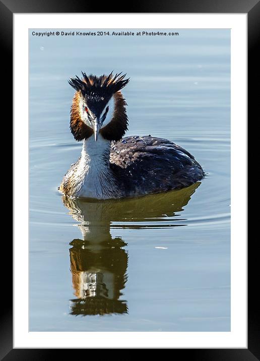  Great Creasted Grebe and reflection Framed Mounted Print by David Knowles