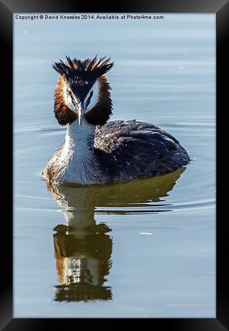  Great Creasted Grebe and reflection Framed Print by David Knowles