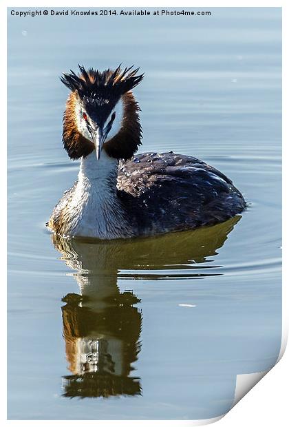  Great Creasted Grebe and reflection Print by David Knowles