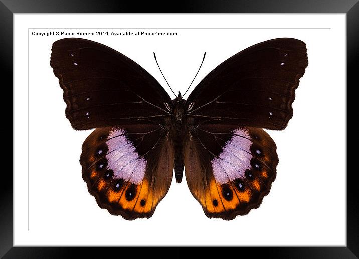 Butterfly species hypolimnas pandarus Framed Mounted Print by Pablo Romero