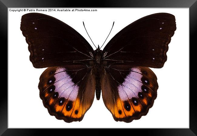 Butterfly species hypolimnas pandarus Framed Print by Pablo Romero