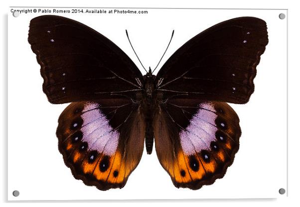 Butterfly species hypolimnas pandarus Acrylic by Pablo Romero