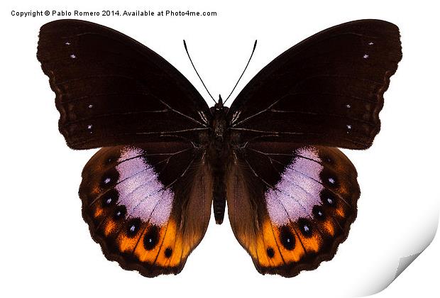 Butterfly species hypolimnas pandarus Print by Pablo Romero