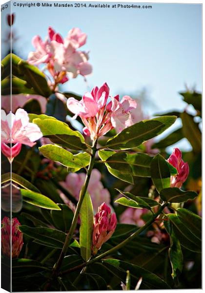 Rhododendrons  Canvas Print by Mike Marsden