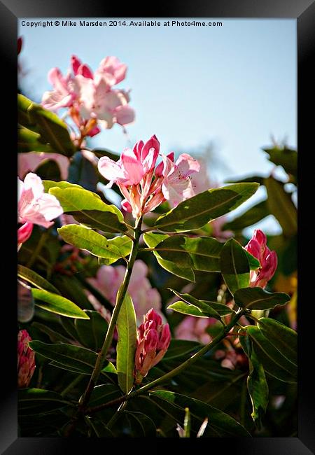 Rhododendrons  Framed Print by Mike Marsden