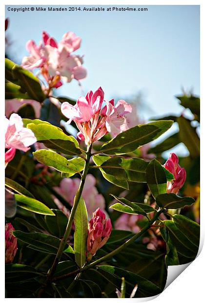 Rhododendrons  Print by Mike Marsden