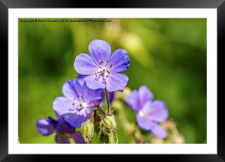  Cranesbill flower  Framed Mounted Print by David Knowles