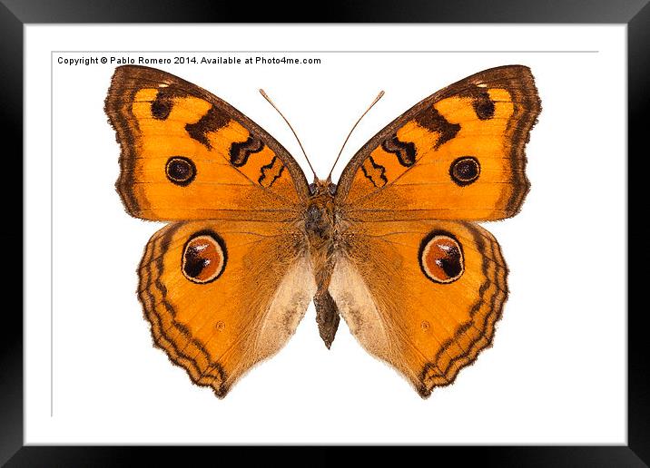 Butterfly species Junonia Almana "Peacock Pansy" Framed Mounted Print by Pablo Romero