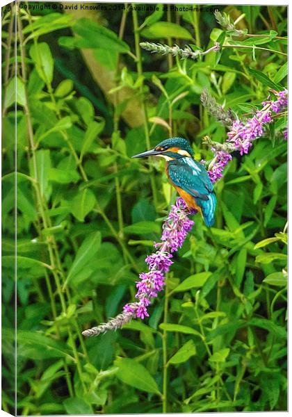  Kingfisher on colourful perch Canvas Print by David Knowles