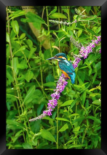  Kingfisher on colourful perch Framed Print by David Knowles