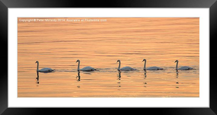   Gracefully Swaning Around  Framed Mounted Print by Peter Mclardy