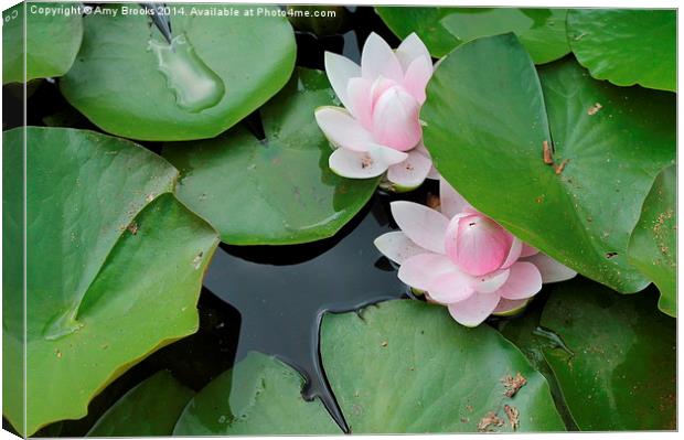  Lillies in a pond Canvas Print by Amy Brooks