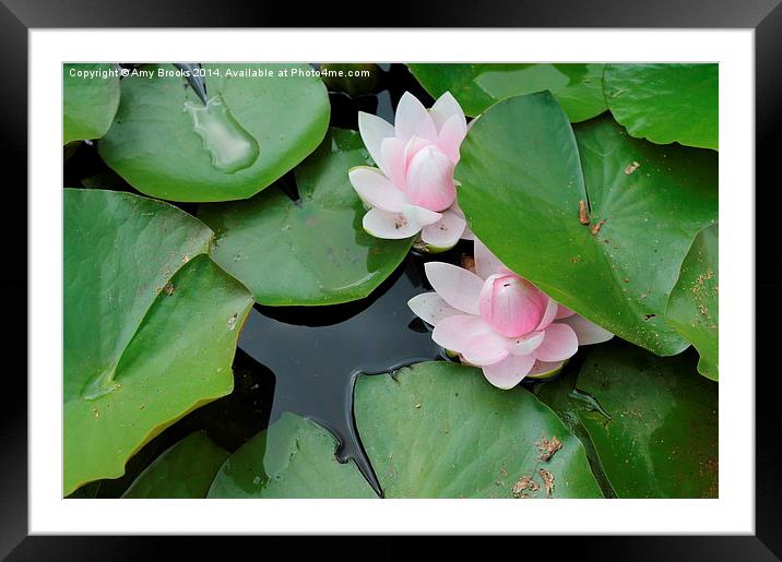  Lillies in a pond Framed Mounted Print by Amy Brooks