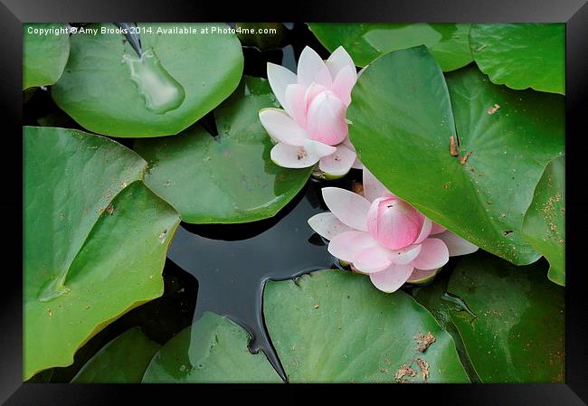  Lillies in a pond Framed Print by Amy Brooks