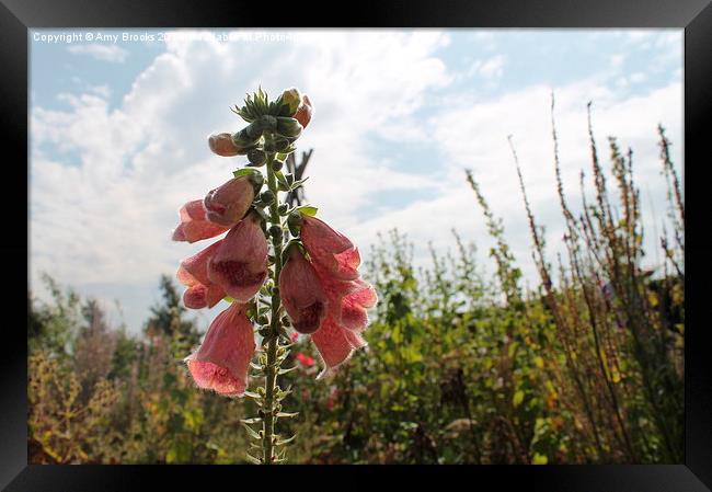  Pink Foxgloves  Framed Print by Amy Brooks