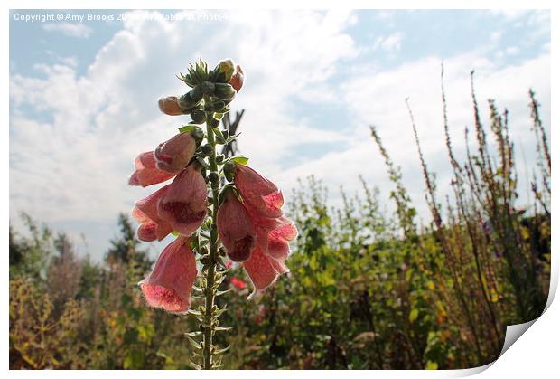  Pink Foxgloves  Print by Amy Brooks
