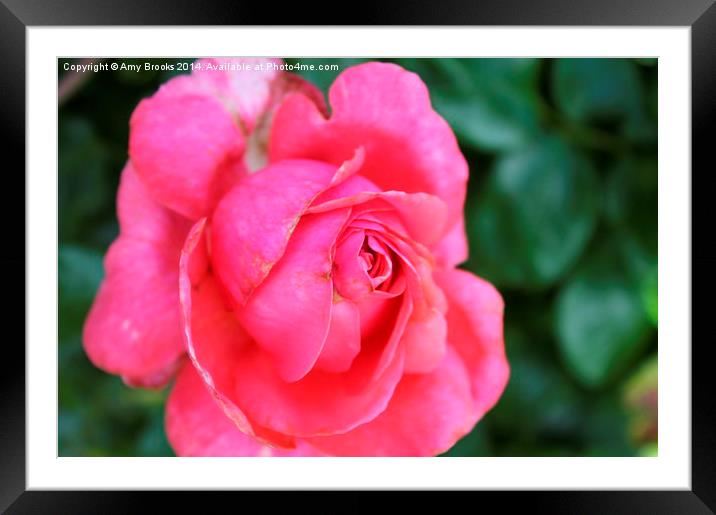  Pink Rose Framed Mounted Print by Amy Brooks