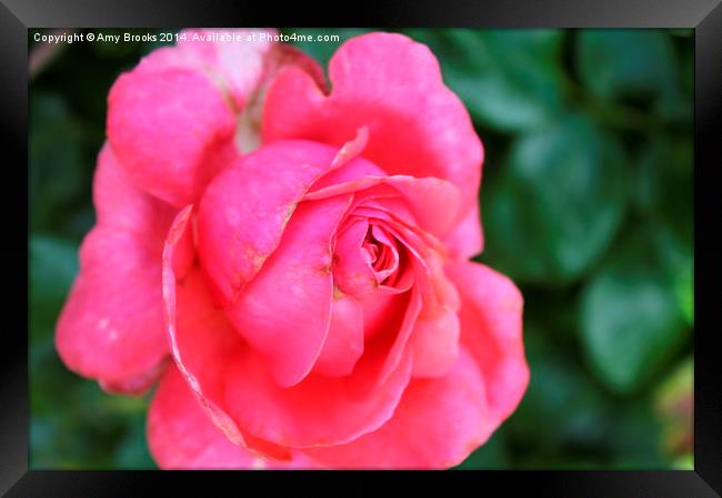  Pink Rose Framed Print by Amy Brooks