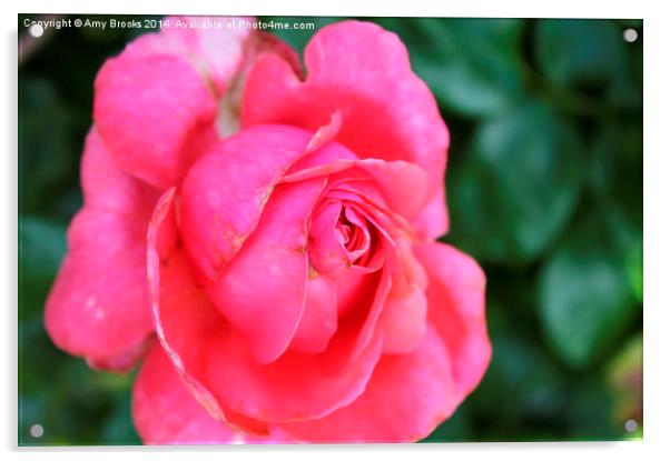  Pink Rose Acrylic by Amy Brooks