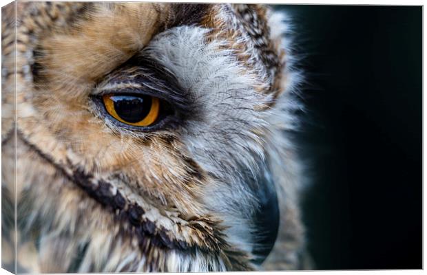  Tawny Owl Portrait Canvas Print by Andy McGarry