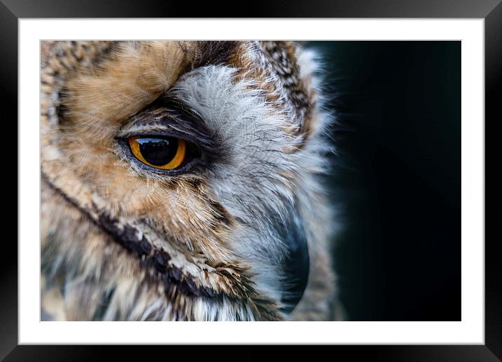  Tawny Owl Portrait Framed Mounted Print by Andy McGarry