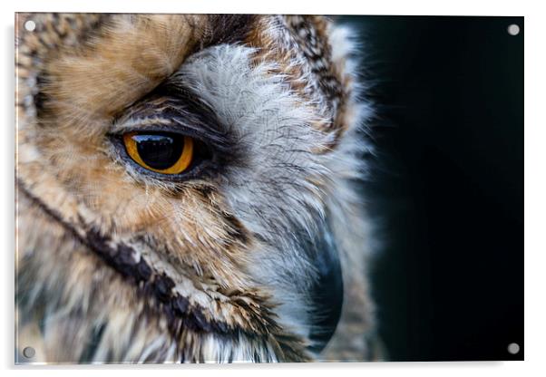  Tawny Owl Portrait Acrylic by Andy McGarry