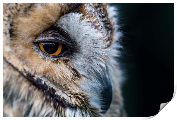  Tawny Owl Portrait Print by Andy McGarry