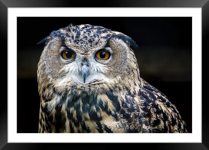  European Eagle Owl Portrait Framed Mounted Print by Andy McGarry