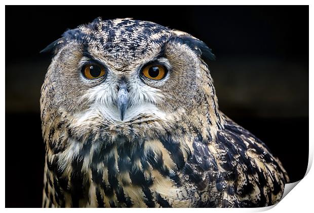  European Eagle Owl Portrait Print by Andy McGarry