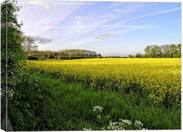 Rapeseed Field in Shropshire Canvas Print by Paul Williams