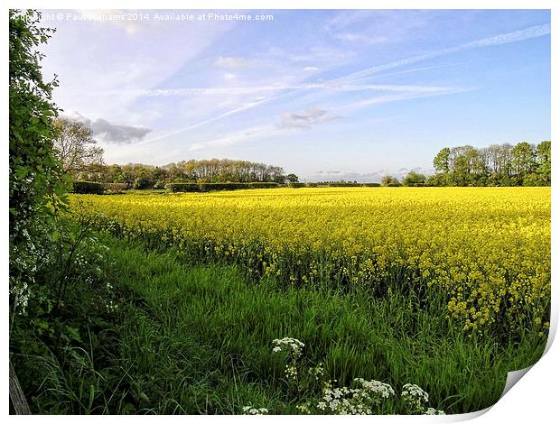 Rapeseed Field in Shropshire Print by Paul Williams