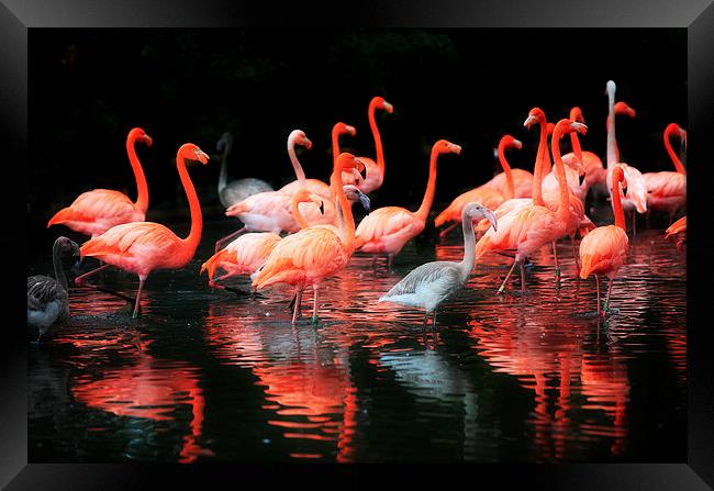  Flamingos Reflected Framed Print by Mal Bray