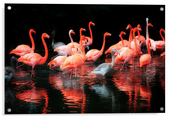  Flamingos Reflected Acrylic by Mal Bray